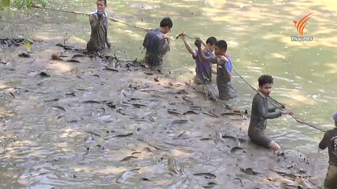 นักศึกษาเชียงใหม่ย้ายปลาวัดอุโมงค์หนีภัยเเล้ง