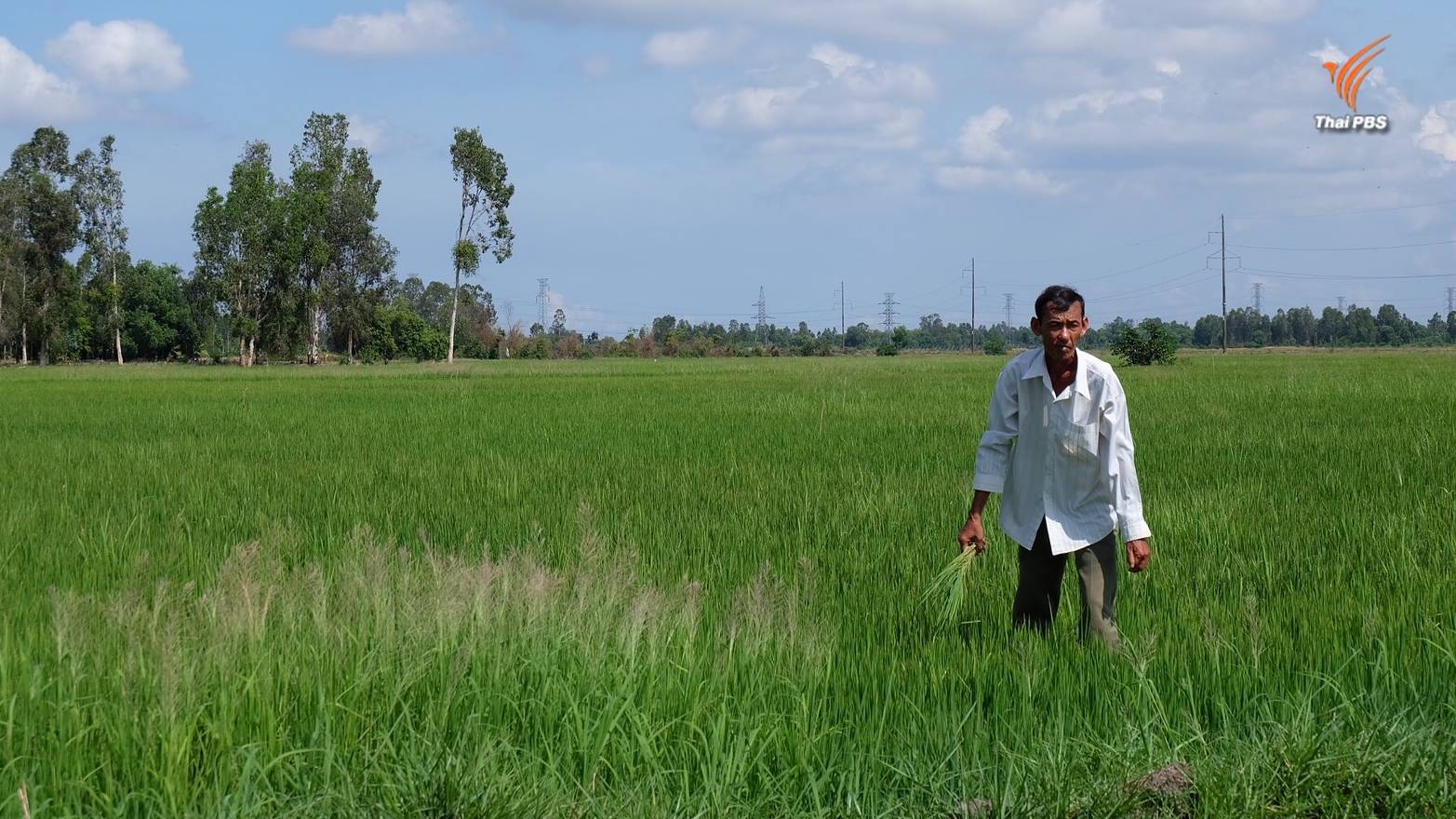 ภัยแล้งกับความมั่นคงทางอาหาร จุดเปลี่ยนนโยบายข้าวเวียดนาม