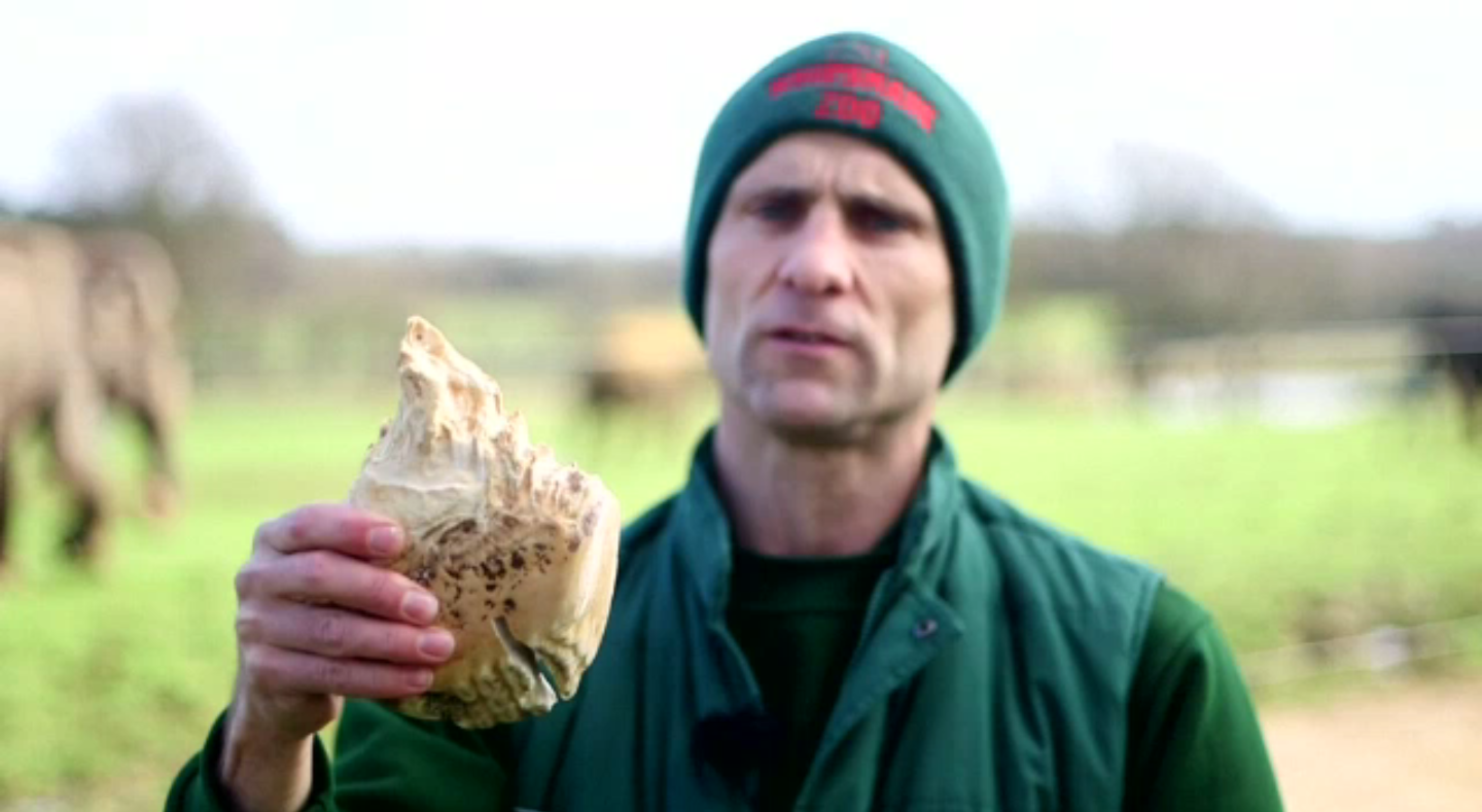 สวนสัตว์อังกฤษถอนฟันให้ช้าง หลังติดเชื้อจนเบื่ออาหาร