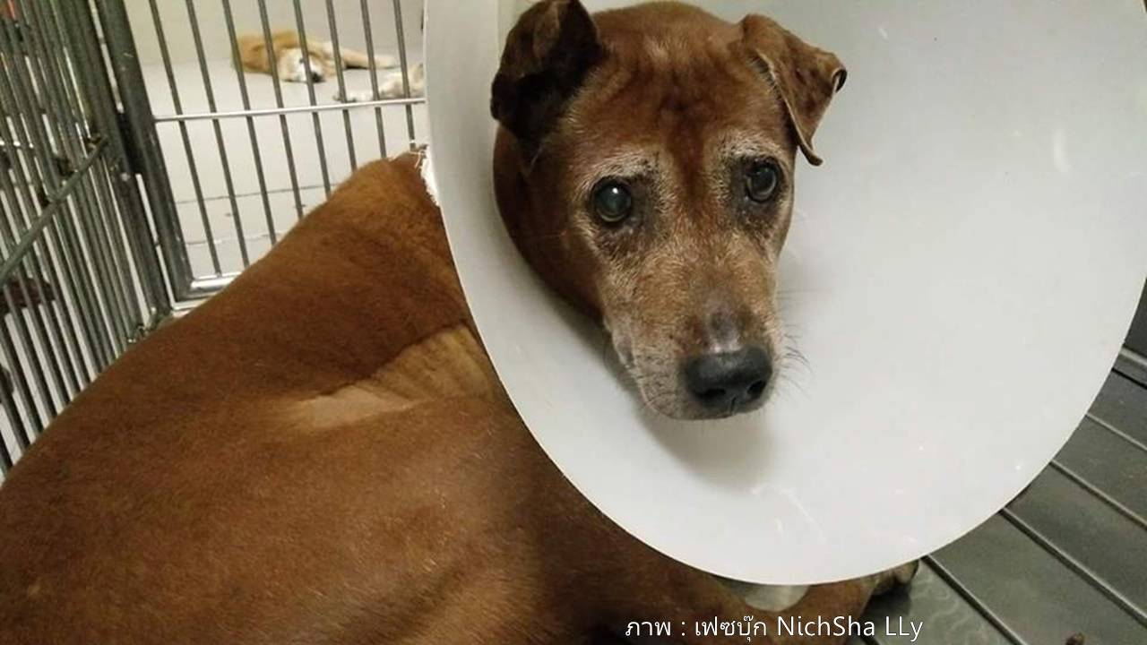 สุนัขไทยหลังอาน“มะขาม” พระเอกมะหมา 4 ขาครับ สิ้นลมแล้ววันนี้ ด้วยโรคตับอ่อนอักเสบ 