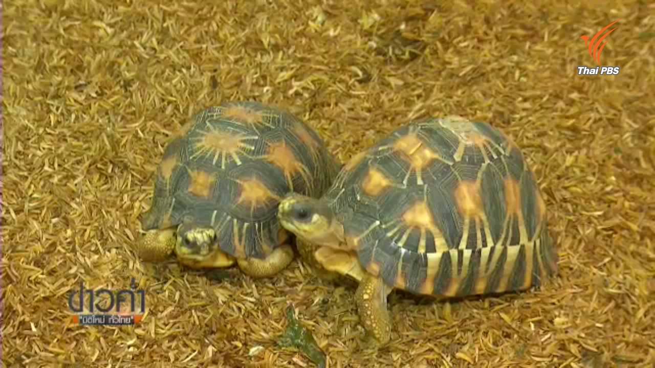 ตรวจสอบเหตุโจรกรรมเต่าสายพันธุ์หายาก