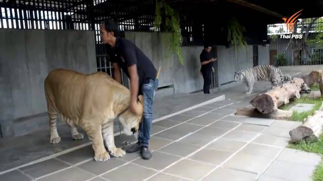 จนท.อุทยานฯตรวจซาฟารีหัวหิน พบเสือ 40 ตัว ระบุนำเข้าจากต่างประเทศ