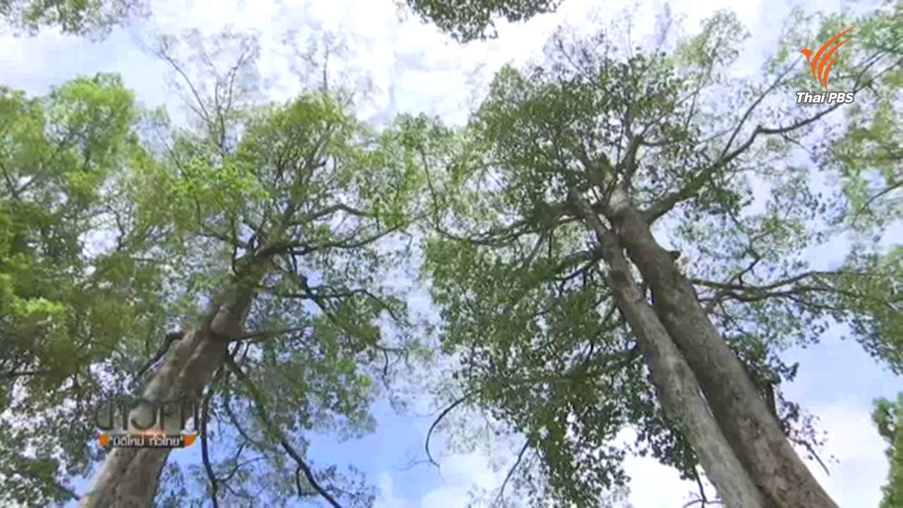 เตรียมตัดแต่งกิ่งต้นยางนาถนนสายเชียงใหม่-ลำพูน หลังหักโค่นทับบ้าน ปชช.