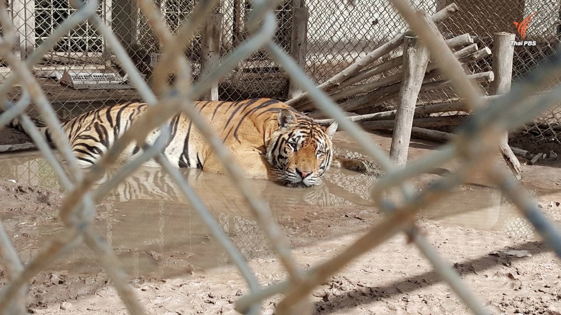 แฉบริษัทจัดโชว์เสือวัดป่าฯ ลอยแพ 74 พนักงาน สอบพบรุกที่ดินสปก.-จ่อสั่งเพิกถอนใบอนุญาต