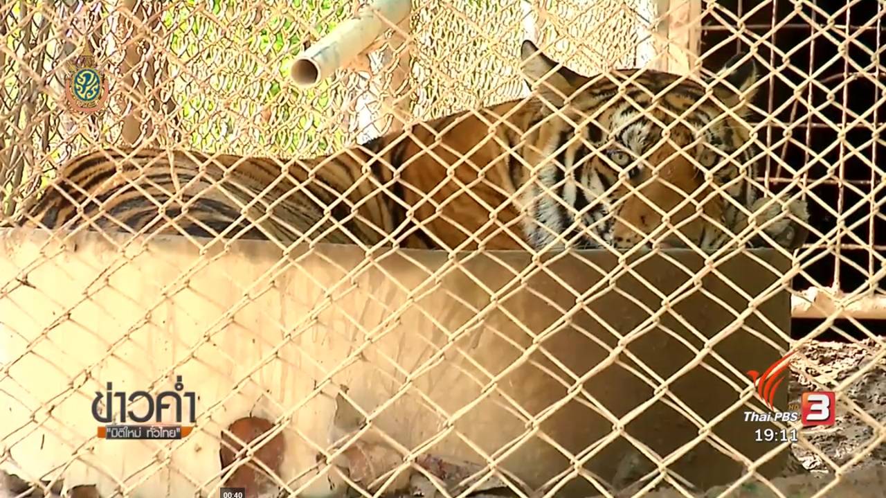 จนท.ปิดสถานีเพาะเลี้ยงสัตว์ป่า ห้ามเยี่ยม-ทำข่าวเสือของกลางจากวัดป่าหลวงตาบัว หลังเกิดอาการเครียด