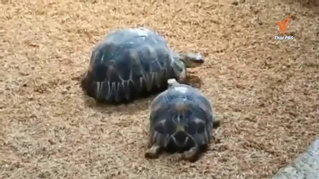 ตร.รู้เบาะแสผู้ก่อเหตุขโมยเต่าพันธุ์หายาก มูลค่าหลายล้านบาท