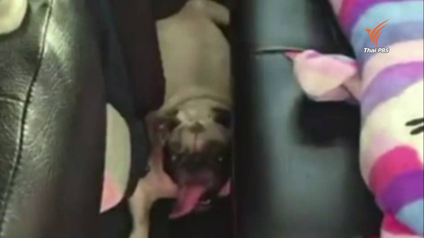 ช่วยสุนัข 2 ตัว ติดในรถยนต์ที่แหลมบาลีฮาย-คาดเจ้าของข้ามไปเที่ยวเกาะล้าน