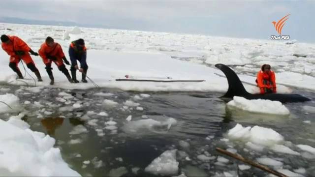วาฬเพชฌฆาต ติดกลางทะเลน้ำแข็งในรัสเซีย 
