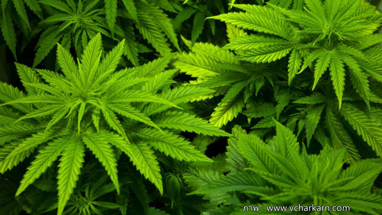 ครม.เห็นชอบแก้กฎหมายยาเสพติด เปิดให้วิจัยกัญชาเพื่อการแพทย์ได้-พบลดผลข้างเคียงเคมีบำบัด