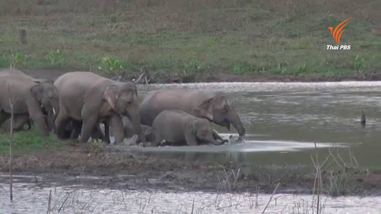 เติมน้ำในแหล่งน้ำธรรมชาติช่วยเหลือ "ช้าง" จากภาวะภัยแล้ง