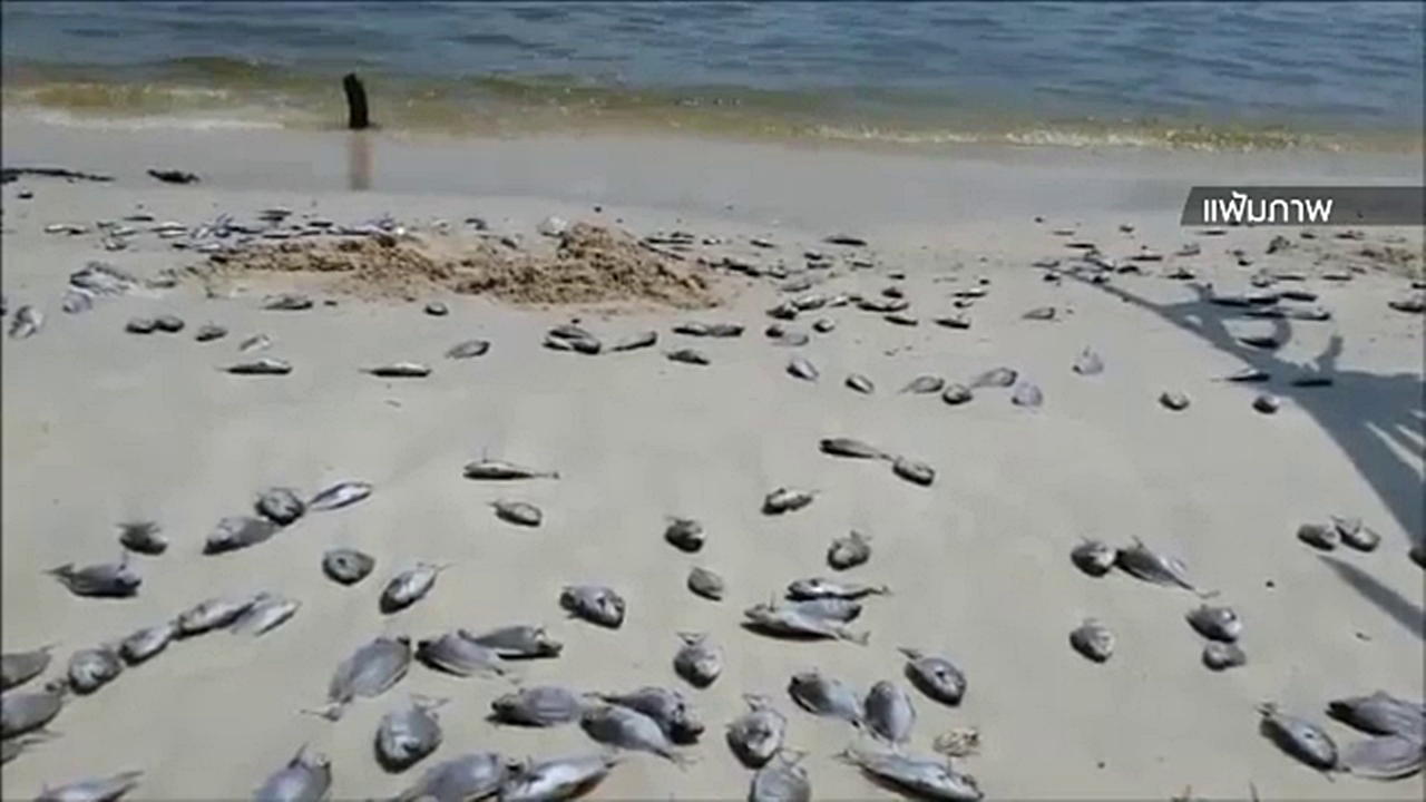 นักวิชาการคาดเหตุปลาตายจำนวนมากที่มาบตาพุดเกิดจาก "แพลงก์ตอนบลูม"