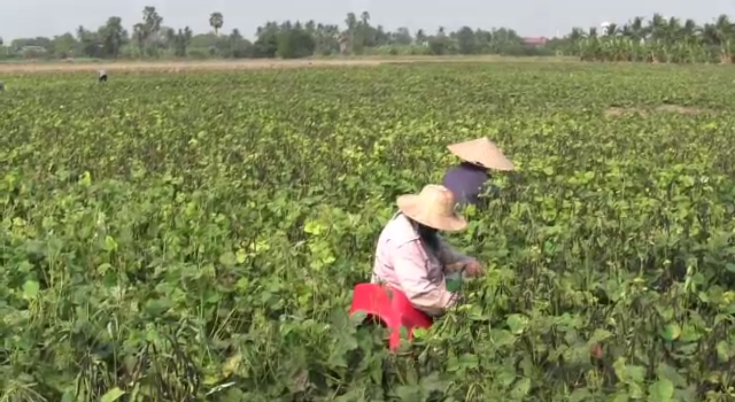 อ.คูเมือง จ.บุรีรัมย์ เสนอประกาศเป็นพื้นที่ประสบภัยแล้ง-จ.อ่างทอง ปลูกถั่วเขียวสู้ภัยแล้ง