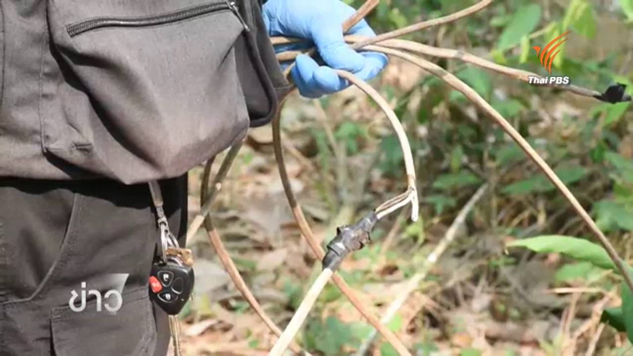 ตร.ระบุ ถูกไฟฟ้าช็อต-หัวใจหยุดเต้นเฉียบพลัน สาเหตุช้างป่า 2 ตัว ตายในสวนยาง จ.จันทบุรี