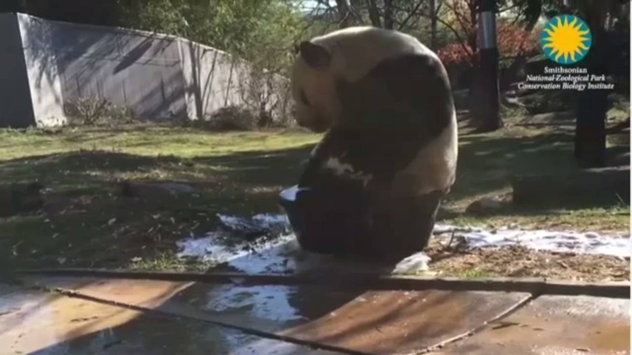 "เทียน เทียน" แพนด้าอาบน้ำสนุกสนานในสหรัฐฯ