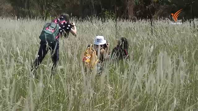 นักท่องเที่ยวแห่ชมทุ่งดอกหญ้า ย่านถนนเกษตร-นวมินทร์