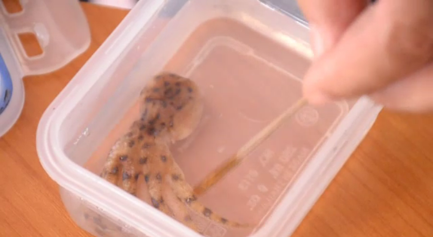 นักวิชาการประมงเตือน "หมึกสายวงน้ำเงิน" มีพิษร้ายแรง-หากบริโภคอาจเสียชีวิตได้