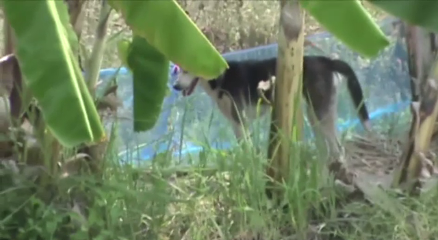 "นครราชสีมา" ประกาศให้ ต.สุรนารี เป็นพื้นที่ประสบภัยพิบัติสุนัขบ้า