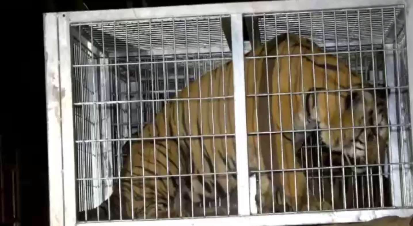 เจ้าหน้าที่ย้ายเสือโคร่งวัดป่าหลวงตามหาบัวไปที่สถานีเพาะเลี้ยงสัตว์ป่าเขาประทับช้าง