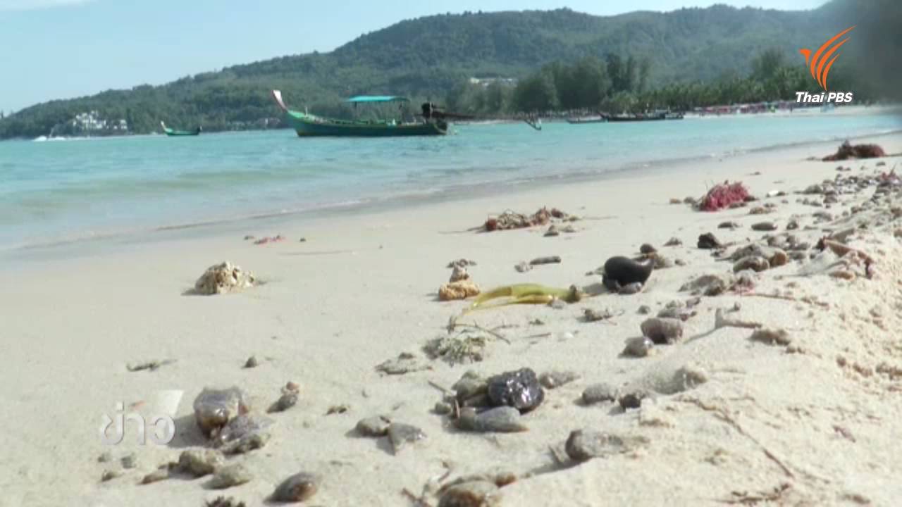 นักวิชาการคาดทากทะเลแสนตัวตายเกยหาดกมลาตามธรรมชาติ-รอผลตรวจห้องแล็บ