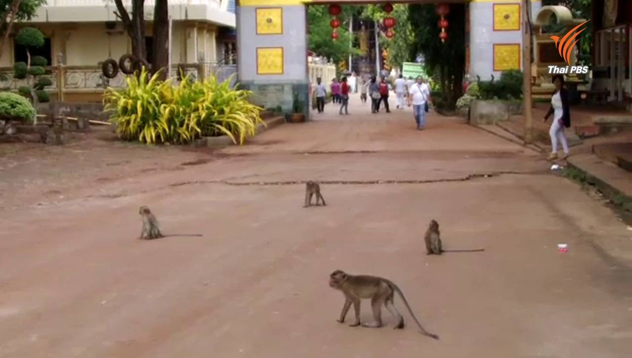 สาธารณสุขกระบี่เตือนอย่าตื่นตระหนกเชื้อชิคุนกุนยาที่พบในลิง