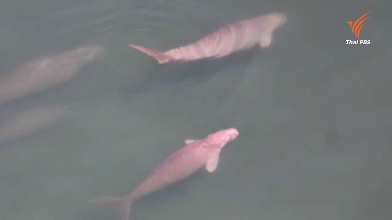 บินสำรวจทะเลตรังพบพะยูนเพิ่มขึ้น-ชาวประมงลดใช้เครื่องมืออันตราย