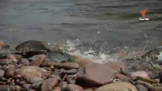 ฝูงปลาปีกแดง ว่ายทวนน้ำวางไข่นับหมื่นตัว
