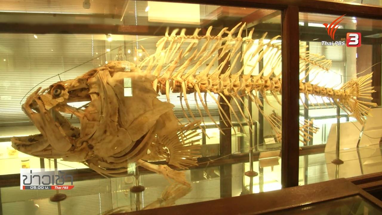 "ต่อกระดูกสัตว์" รากความรู้วิทยาศาสตร์ในเงาชีวิต