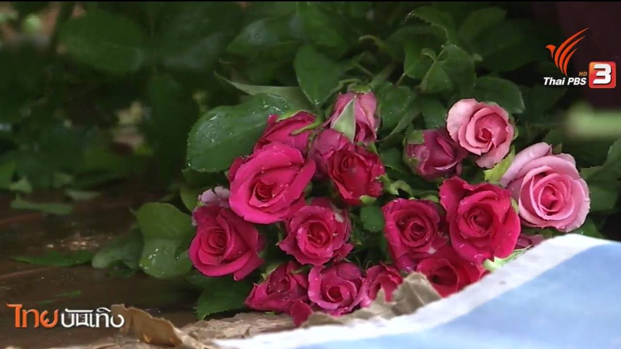 ความหมายของไม้เมืองเทศอย่าง “กุหลาบ” กับการเชื่อมร้อยอารยธรรมต่างแดนเปอร์เซีย