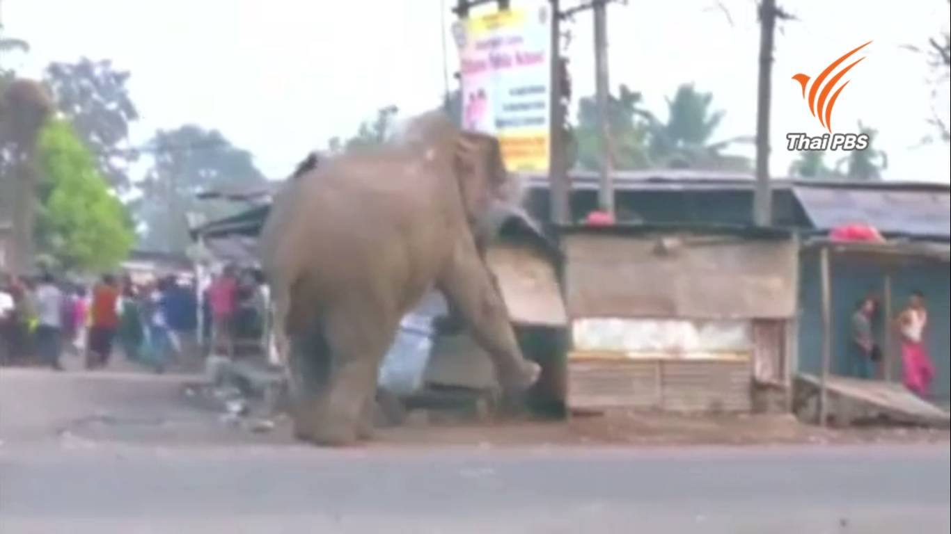 ช้างป่าทำลายบ้านเรือนในรัฐเวสท์ เบงกอล อินเดีย