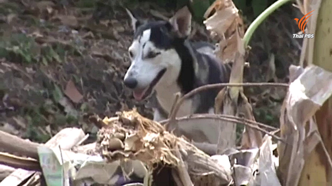 ปศุสัตว์เร่งคุมพิษสุนัขบ้าระบาดใน ต.สุรนารี จ.นครราชสีมา