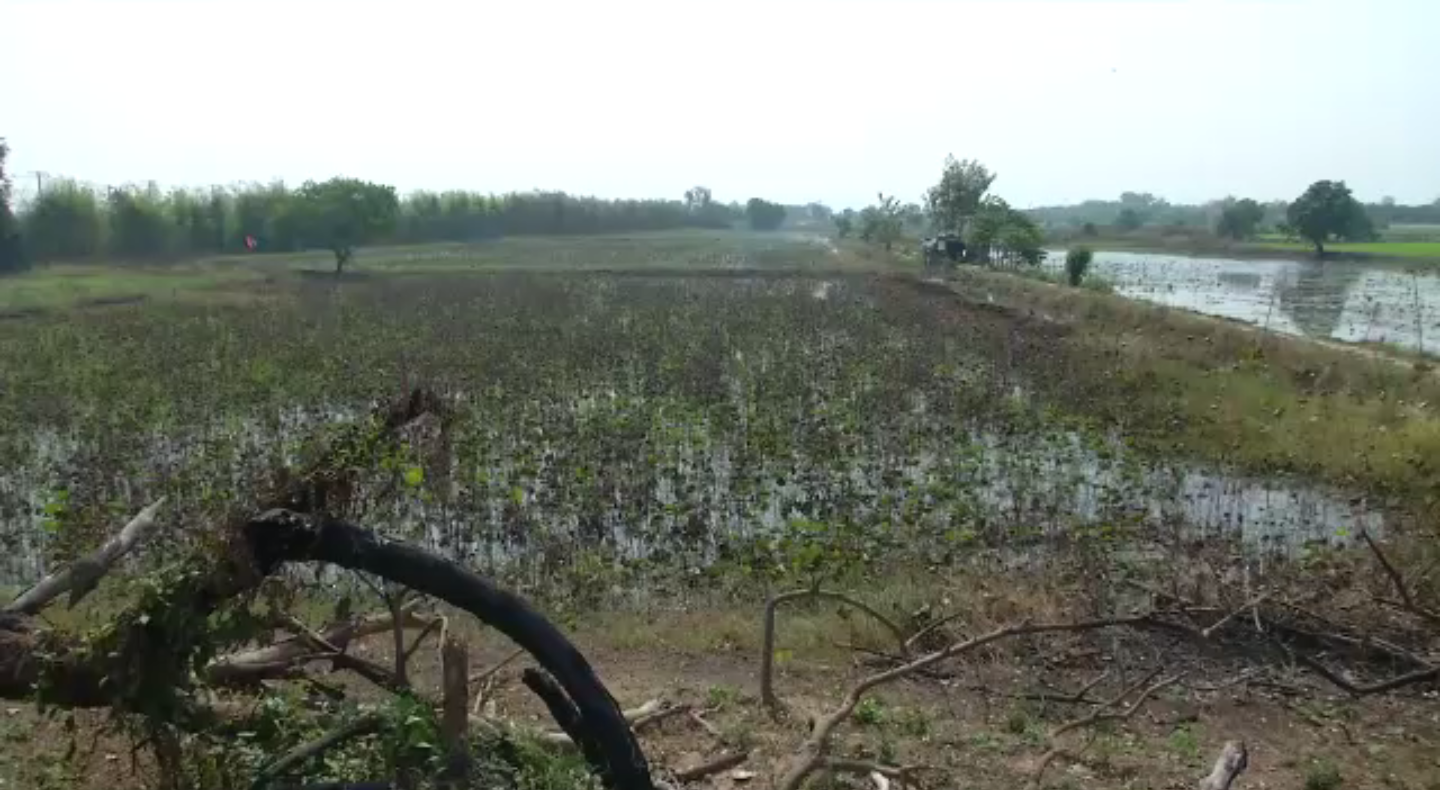 ภัยแล้งกระทบผลผลิตดอกไม้วันมาฆบูชา