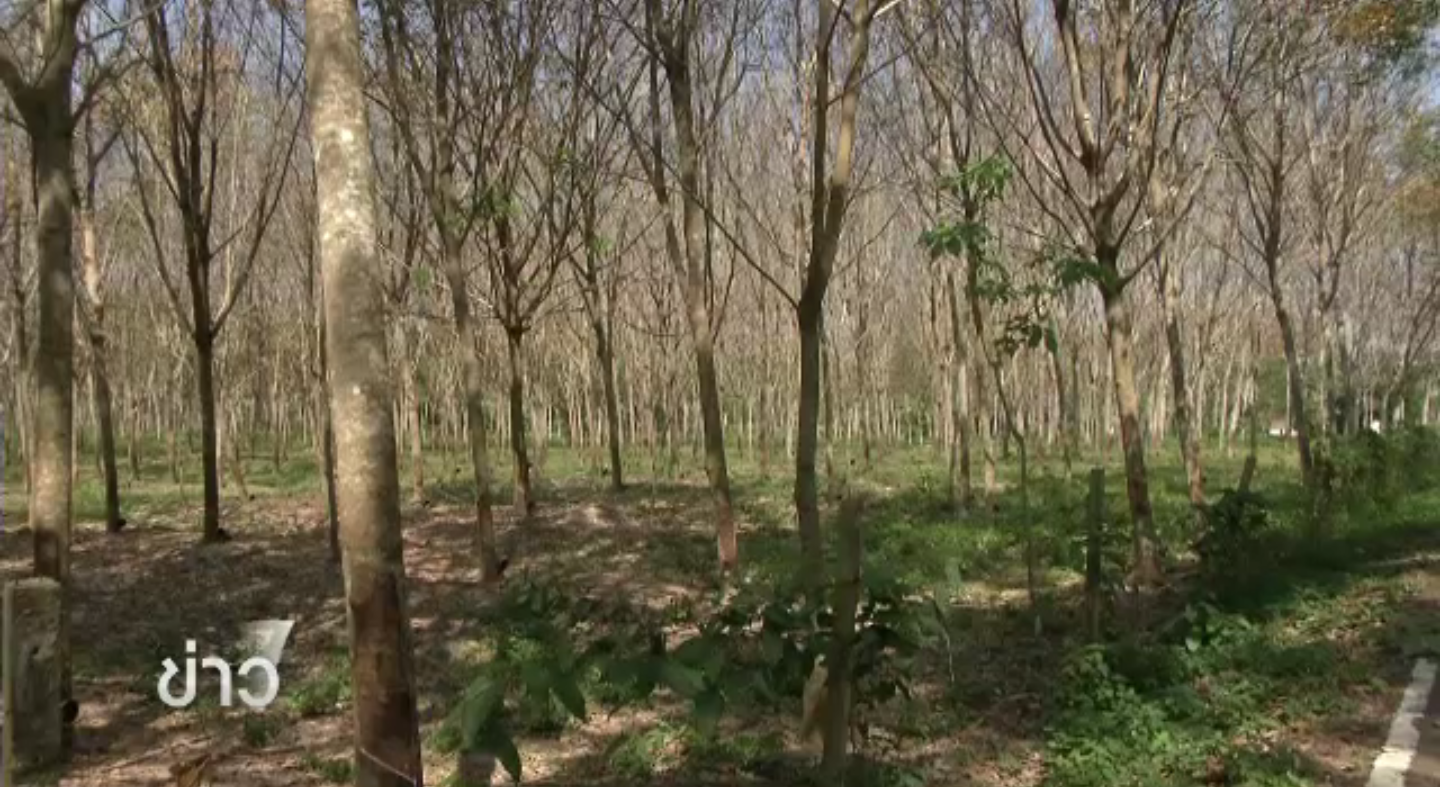 สมาพันธ์เกษตรกร จ.สงขลา เสนอนำปัญหายางหารือที่ประชุม สนช.เพื่อการพัฒนาระยะยาว