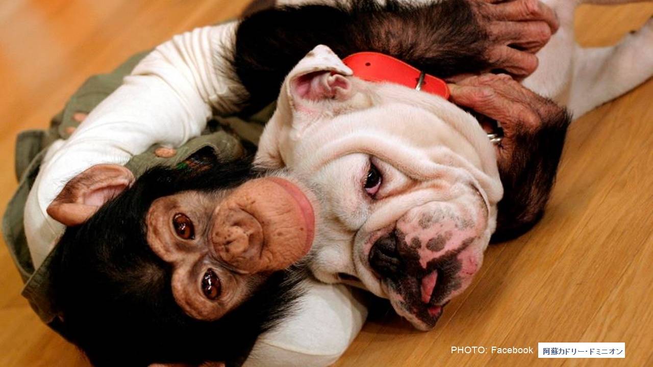 เจมส์คุง สุนัขบูลด็อกคู่ซี้ใน "ขำกลิ้งลิงกับหมา" ตายแล้ว