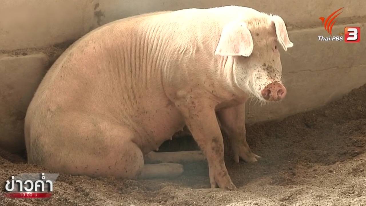 เกษตรกรคิดต่าง สร้างฟาร์มหมูหลุมอินทรีย์ปลอดสารพิษ-ปฏิเสธใช้ยาปฏิชีวนะ