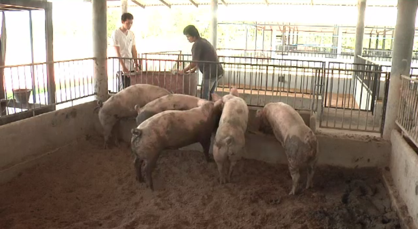 กรมปศุสัตว์ชี้แจงการใช้ยาปฏิชีวนะในสัตว์-ใช้ปริมาณเหมาะสมภายใต้การควบคุม