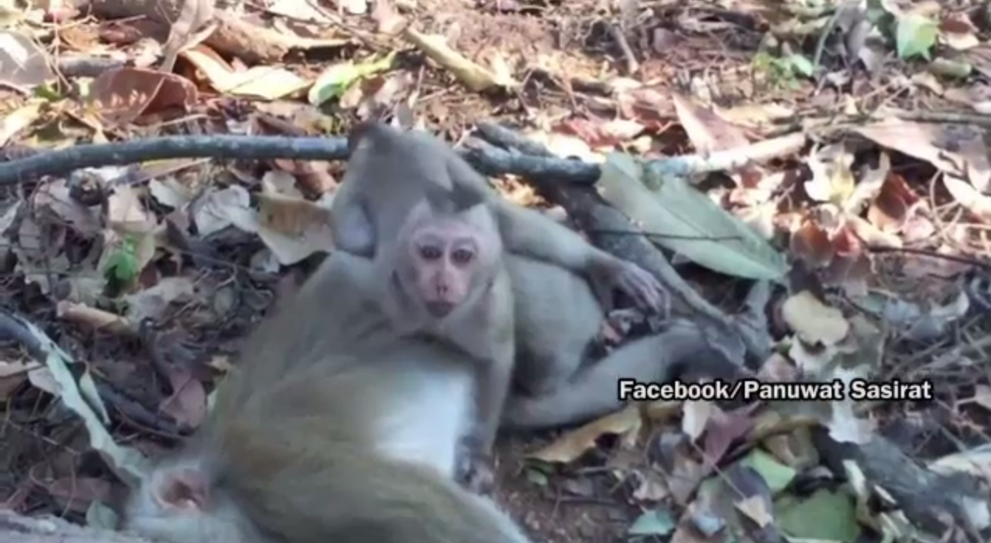 จนท.อุทยานฯ เขาใหญ่ปล่อยลูกลิงกลับเข้าฝูง หลังแม่ถูกรถชนตาย