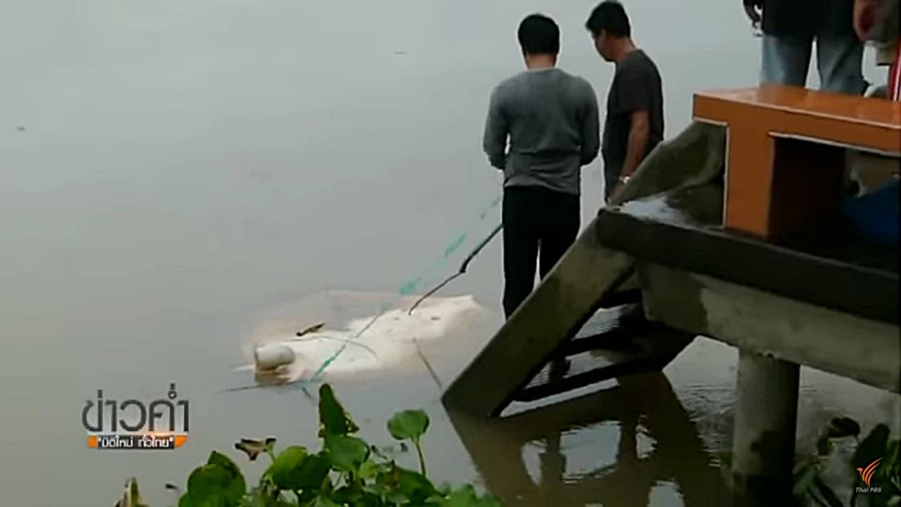 ผู้ว่าฯ สมุทรสงครามเตรียมดำเนินคดีโรงงานปล่อยน้ำเสียลงแม่น้ำแม่กลอง