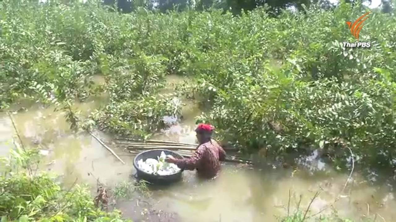 สวนฝรั่งกิมจู จ.พิจิตร จม หลังน้ำยมไหลเอ่อล้นเข้าท่วม-เกษตรกรสูญนับแสนบาท