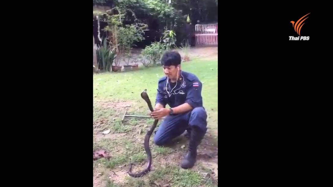 ชมคลิป! กู้ภัยไทยทำได้ทุกอย่าง จับงูเห่าแผ่แม่เบี้ยกลางสนาม