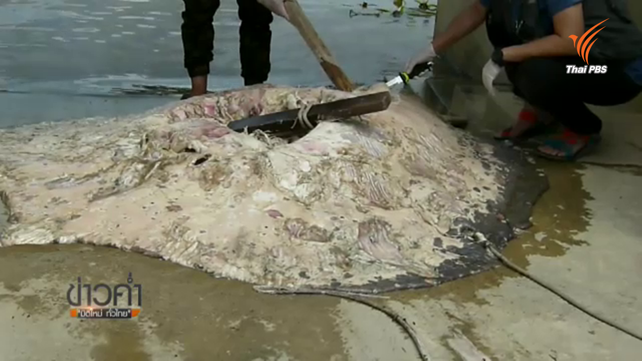 นักวิชาการชี้กระเบนราหูแม่กลอง โดนสารพิษตายแบบเฉียบพลัน คาดอาจตายถึง 100 ตัว