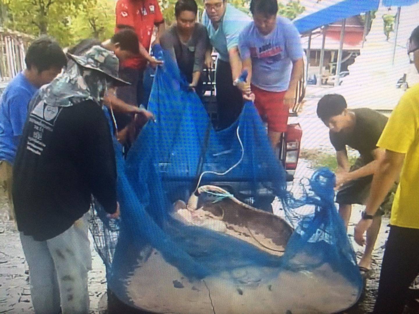 พบกระเบนราหูตายเพิ่มอีก 2 ตัว กลางแม่น้ำแม่กลอง จ.สมุทรสงคราม