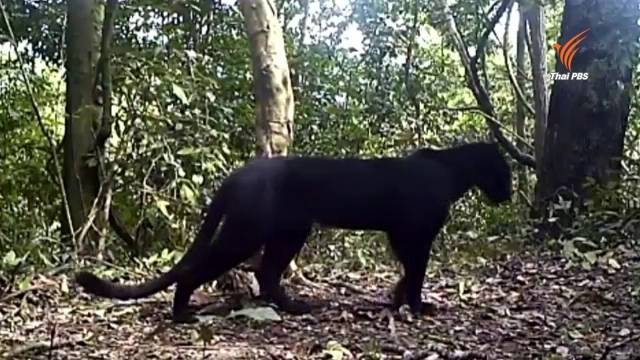 กุยบุรีโชว์ภาพ "เสือดาว-เสือดำ" ในอุทยานฯ 