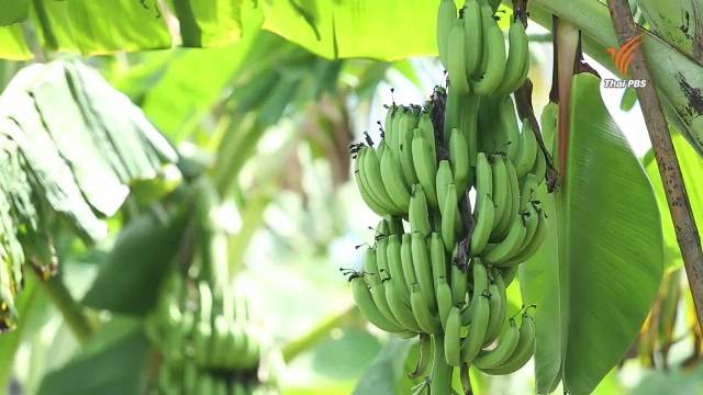 วิกฤตกล้วยหอม ภัยแล้งเป็นเหตุทำกล้วยแพง-ผลลีบเล็ก