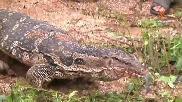 "เหี้ย" สวนลุมฯ ปรับตัวเข้าธรรมชาติสถานีเพาะเลี้ยงสัตว์ป่าเขาสน