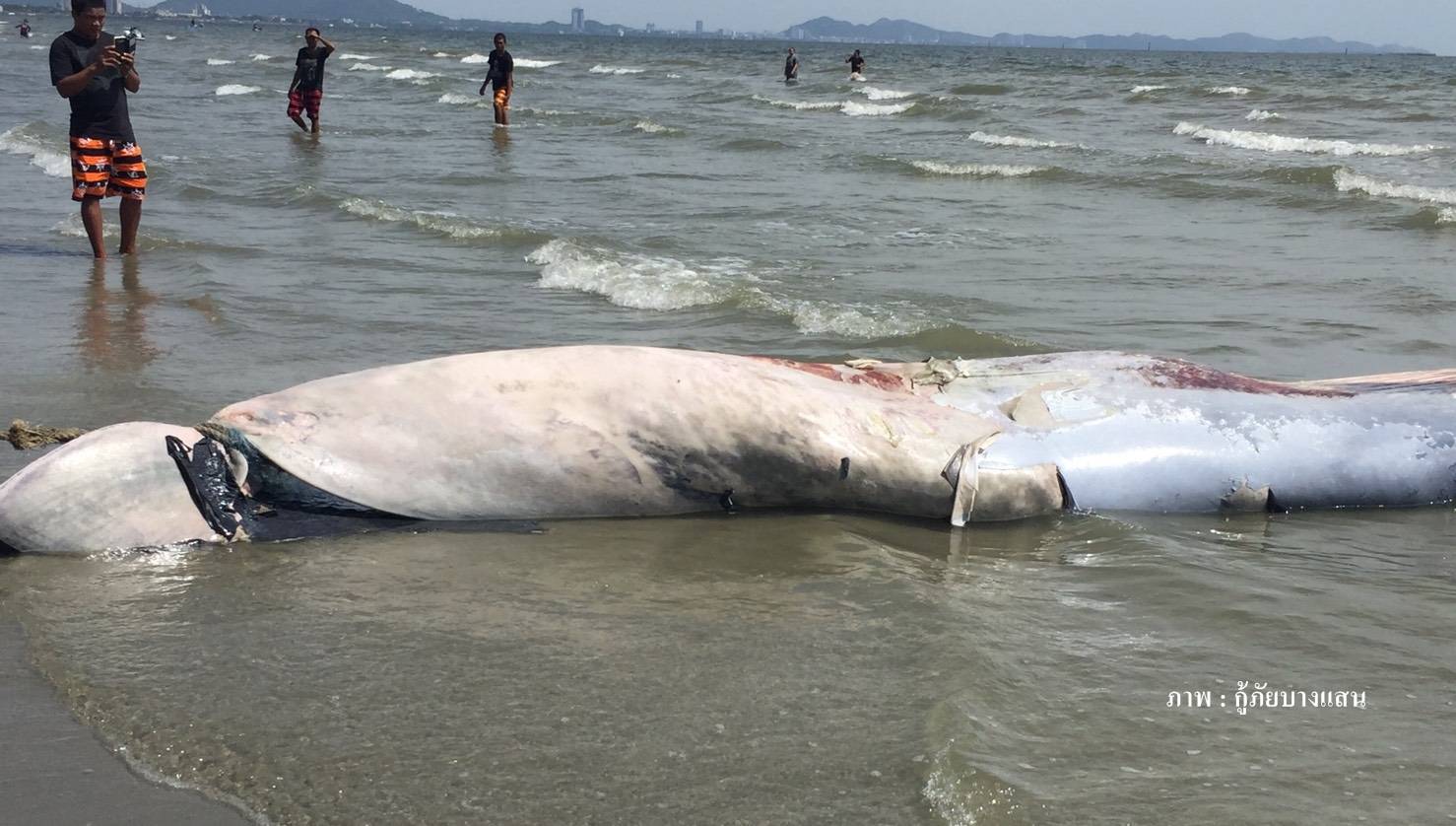 เศร้า! พบซากวาฬบรูด้าไม่มีหัว ลำตัวเน่าเปื่อยกลางทะเลบางแสน-จนท.เร่งตรวจสอบ  