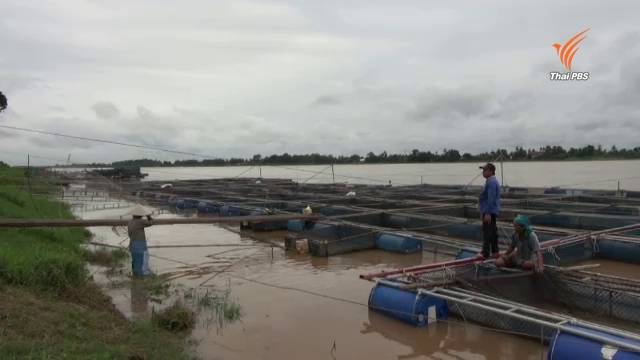 เกษตรกรผู้เลี้ยงปลาเร่งปรับกระชัง หลังระดับน้ำโขงสูงขึ้นต่อเนื่อง หวั่นปลาน็อคน้ำ
