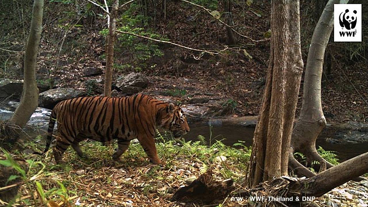 "วันอนุรักษ์เสือโคร่งโลก" กรมอุทยานฯ เดินหน้าเพิ่มประชากร-ปกป้องถิ่นอาศัย