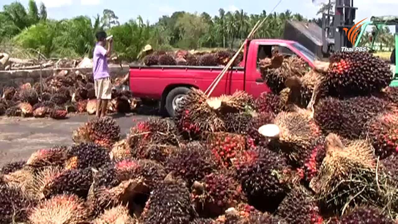 ชาวสวนปาล์มร้องผู้ว่าฯ ตรังช่วย หลังโจรขโมยผลปาล์มเพราะราคาดี