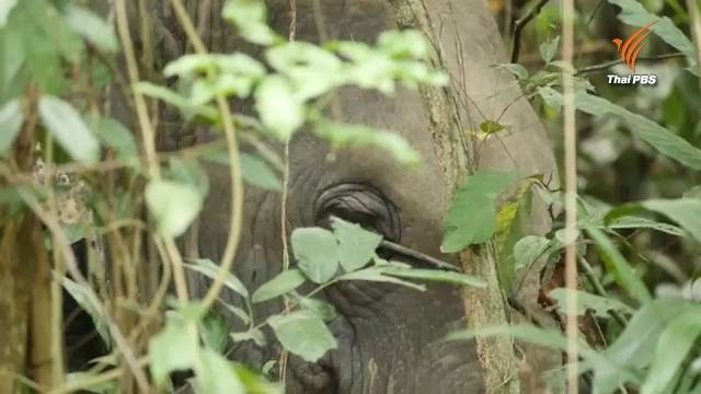 จนท.ยิงยาสลบช้าง 3 ตัว ก่อนย้ายคืนป่าเขาอ่างฤาไน