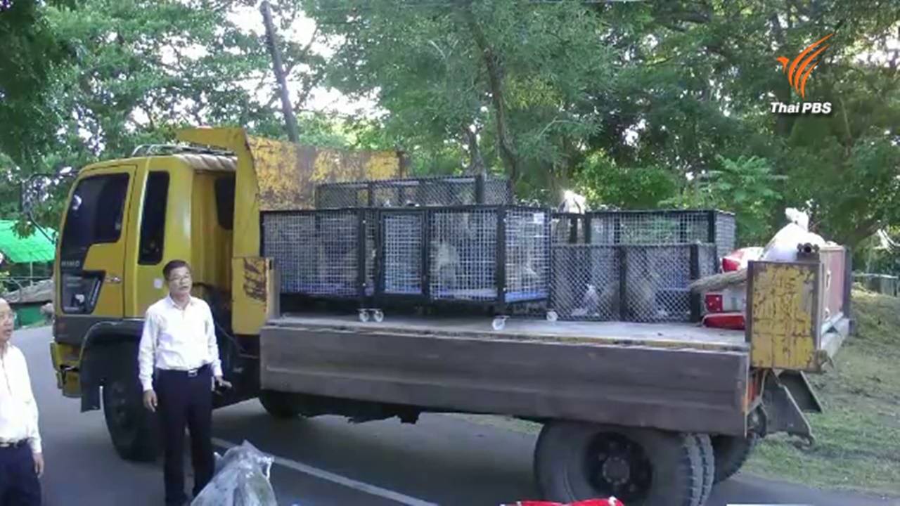 ปศุสัตว์ลพบุรีจับลิงแสมเร่ร่อน 30 ตัว ฝากเลี้ยงที่ฉะเชิงเทรา หลังรบกวน-เข้าทำร้ายนักท่องเที่ยว-ปชช.